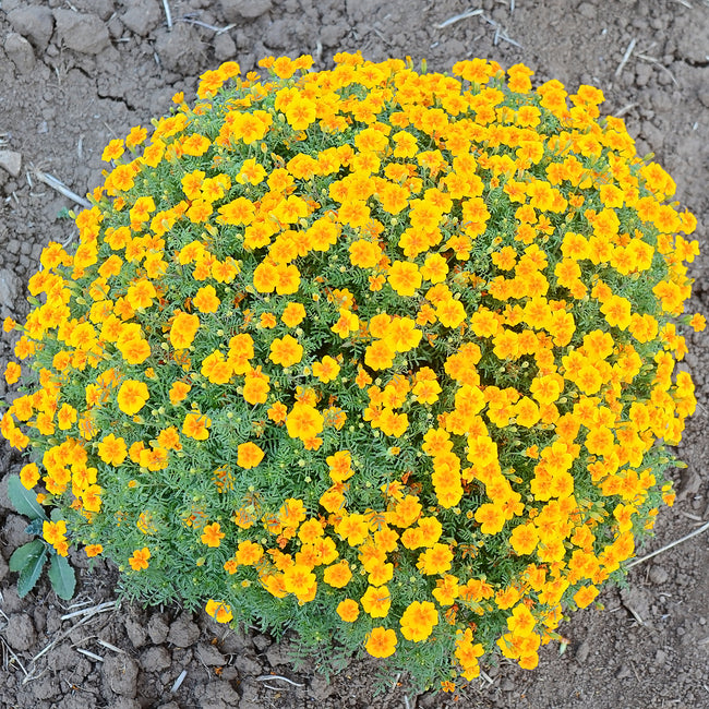 TANGERINE GEM-MARIGOLD