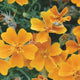 TANGERINE GEM-MARIGOLD