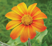 FIESTA DEL SOL-MEXICAN SUNFLOWER