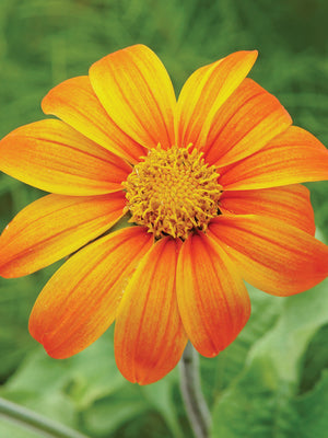 FIESTA DEL SOL-MEXICAN SUNFLOWER