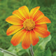 FIESTA DEL SOL-MEXICAN SUNFLOWER