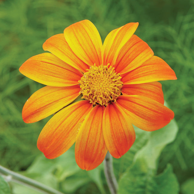 FIESTA DEL SOL-MEXICAN SUNFLOWER