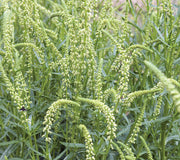 GRANDIFLORA-MIGNONETTE