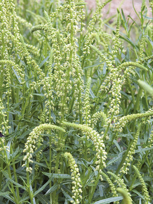 GRANDIFLORA-MIGNONETTE