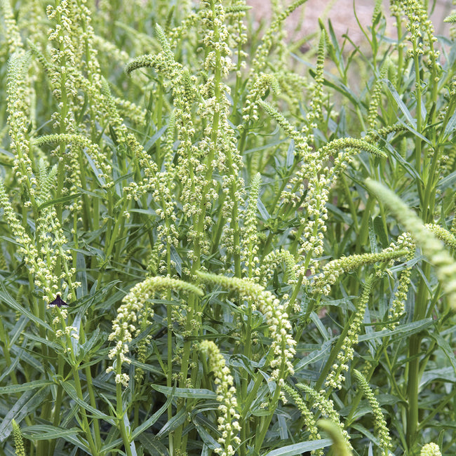 GRANDIFLORA-MIGNONETTE