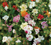MAGIC SPRING BLOSSOM MIX-MIMULUS