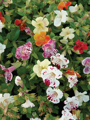 MAGIC SPRING BLOSSOM MIX-MIMULUS