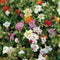 MAGIC SPRING BLOSSOM MIX-MIMULUS