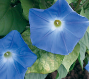 HEAVENLY BLUE-MORNING GLORY