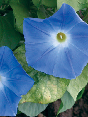 HEAVENLY BLUE-MORNING GLORY