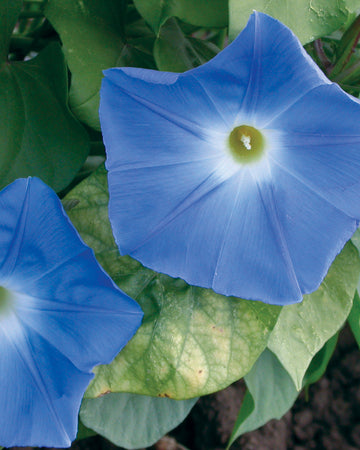 HEAVENLY BLUE-MORNING GLORY