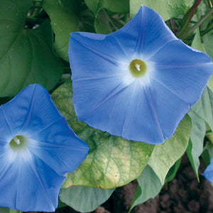 HEAVENLY BLUE-MORNING GLORY
