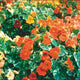 TIP TOP ALASKA-NASTURTIUM