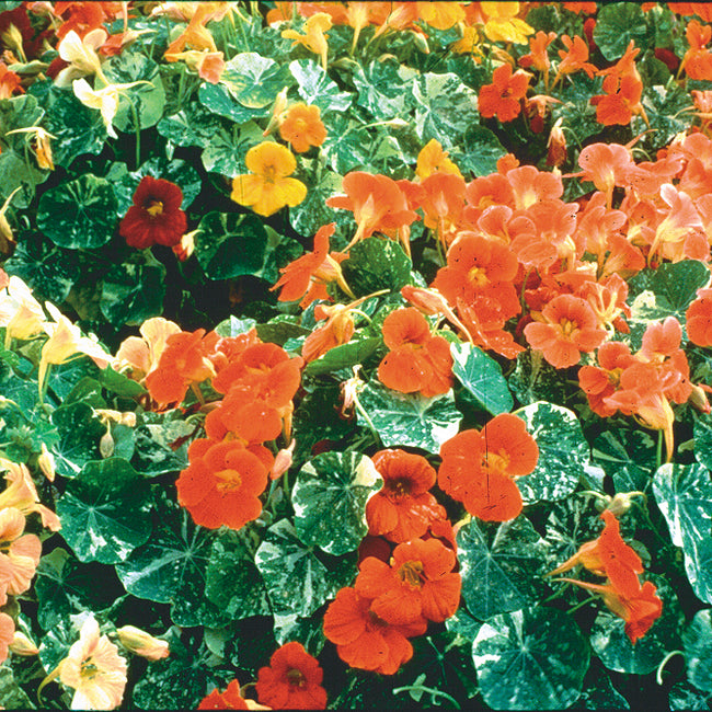 TIP TOP ALASKA-NASTURTIUM