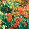 Close-up of Tip Top Alaska nasturtium showcasing bright orange and red single flowers and light-green variegated foliage