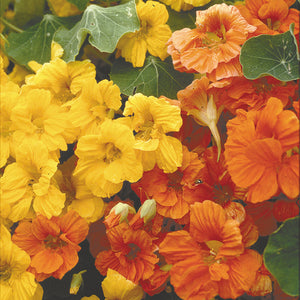 JEWEL MIX-NASTURTIUM
