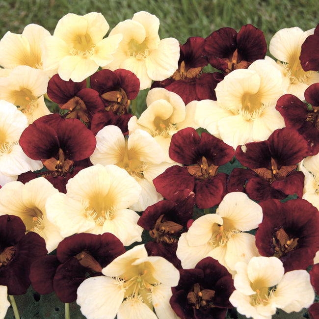 NIGHT AND DAY-NASTURTIUM