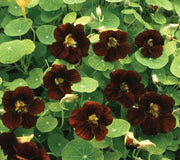 BLACK VELVET-NASTURTIUM