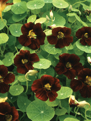 BLACK VELVET-NASTURTIUM