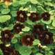 BLACK VELVET-NASTURTIUM