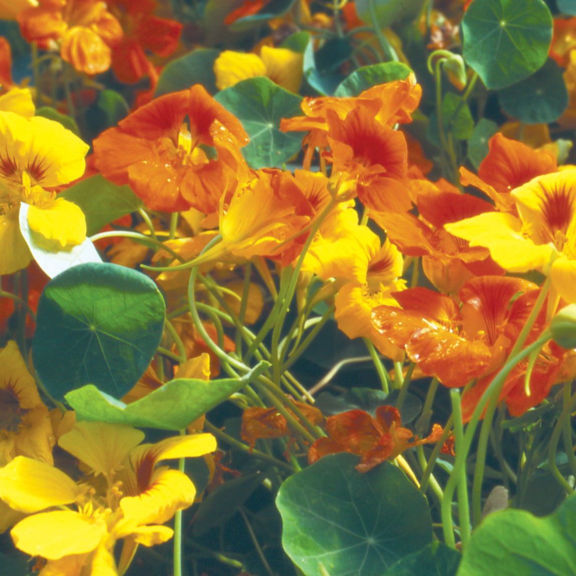 Tall Trailing Mix Nasturtium Seed | SEED / 5 grams | Territorial Seed