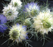 PERSIAN JEWELS-NIGELLA