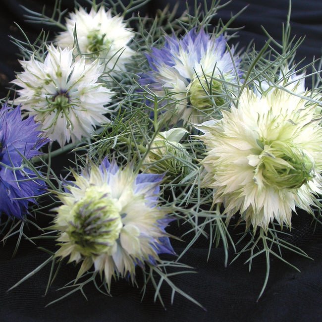 PERSIAN JEWELS-NIGELLA