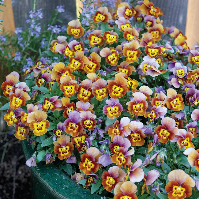 DELTINI™ HONEYBEE VIOLA