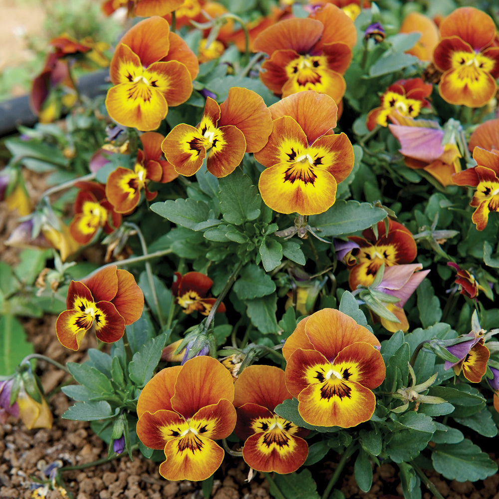 Deltini Honeybee Viola