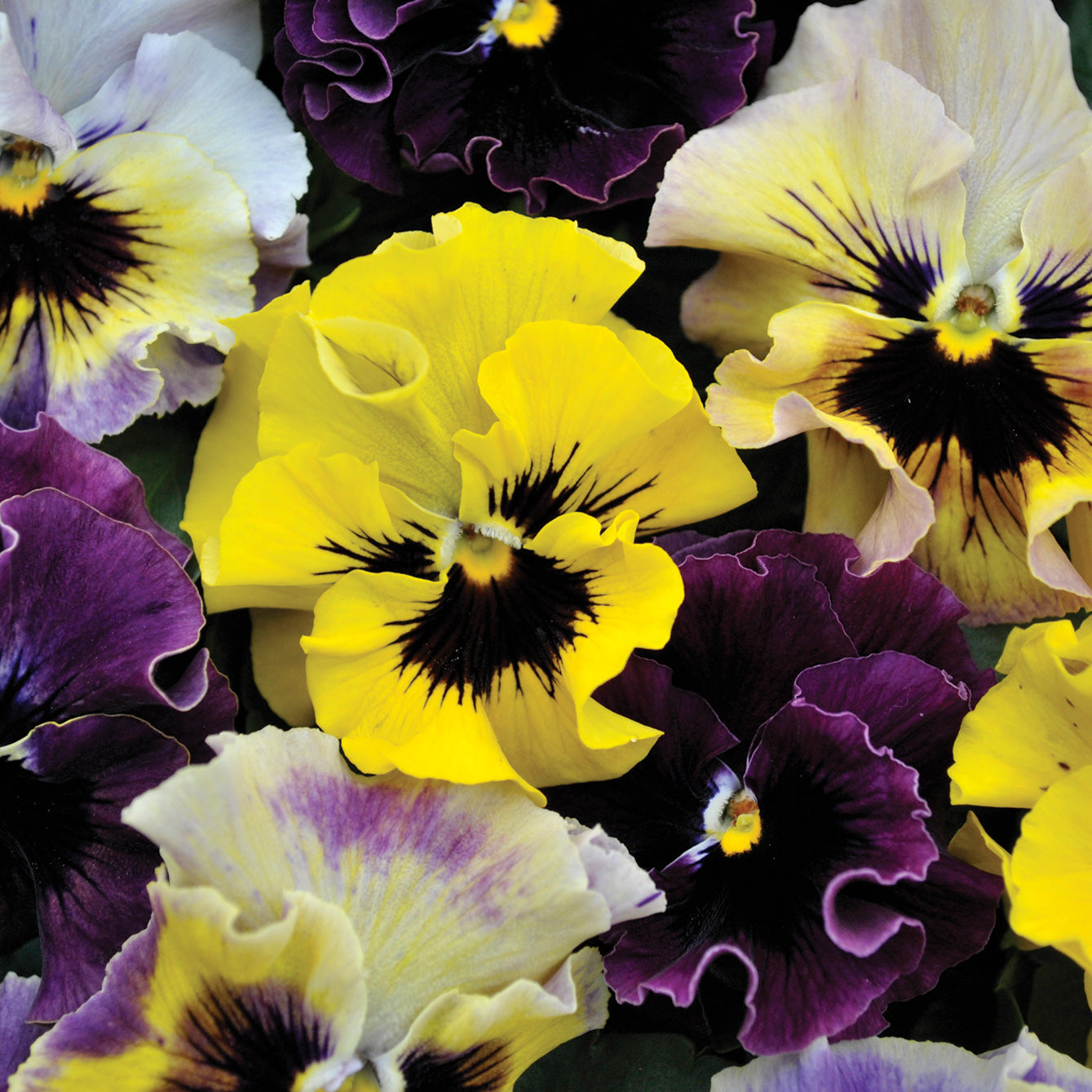 Territorial Seed Company Frizzle Sizzle Mini Mix Viola