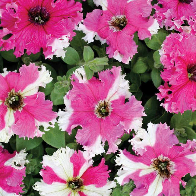 SUPER LOOPY PINK-PETUNIA