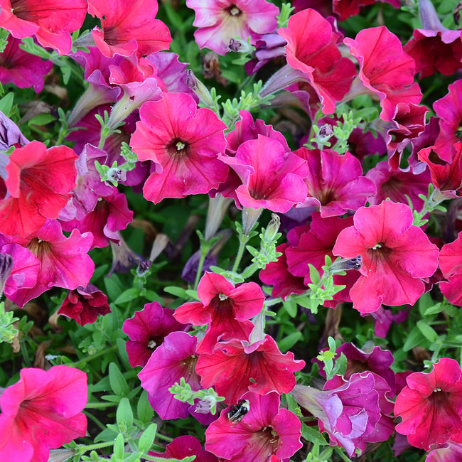 EASY WAVE BERRY VELOUR-PETUNIA