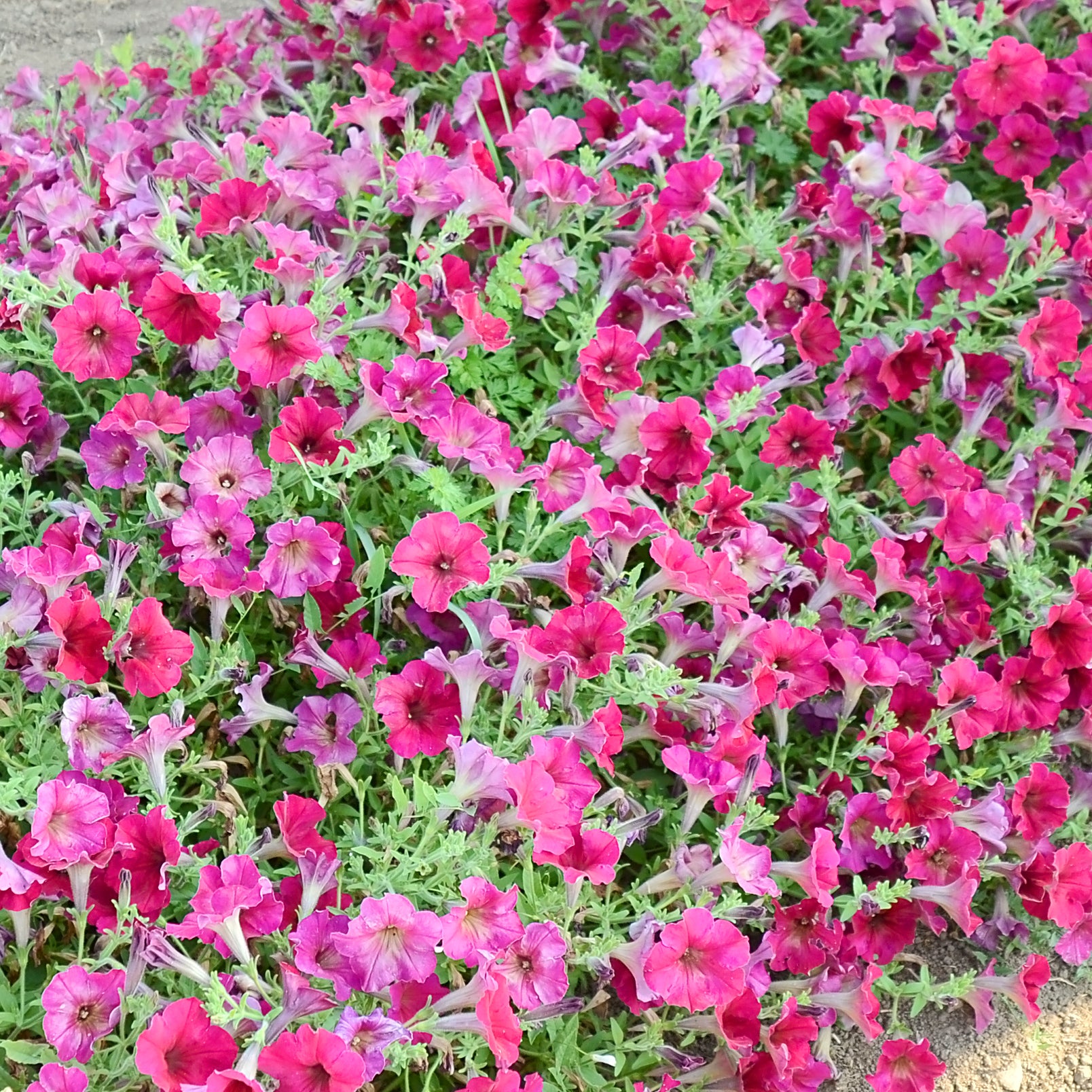 Territorial Seed Company Easy Wave Petunia