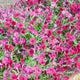 EASY WAVE BERRY VELOUR-PETUNIA