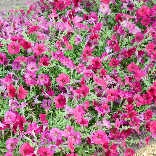EASY WAVE BERRY VELOUR-PETUNIA