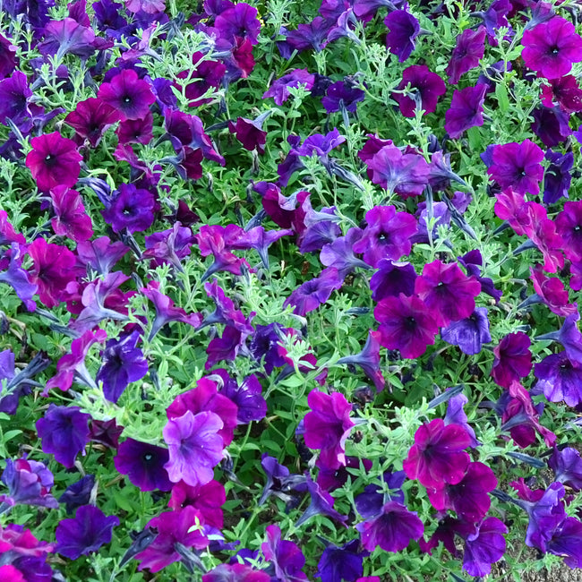 EASY WAVE BURGUNDY VELOUR-PETUNIA