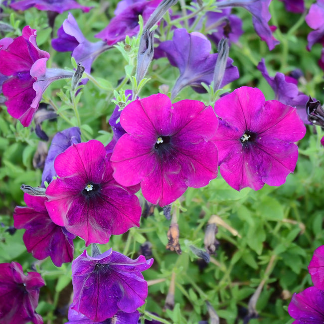 EASY WAVE BURGUNDY VELOUR-PETUNIA