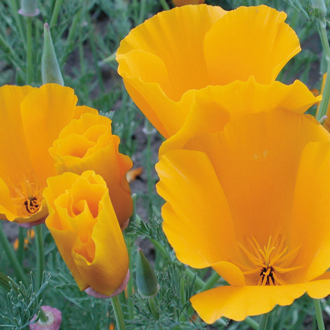 CALIFORNIA ORANGE-POPPY