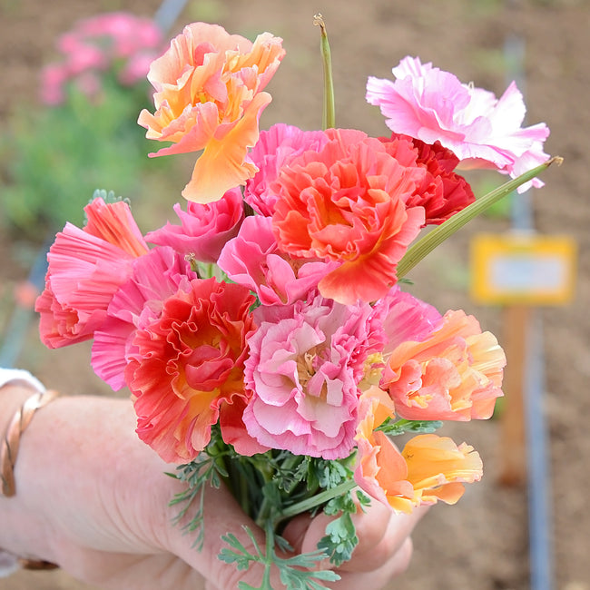 XL JELLY BEANS-POPPY