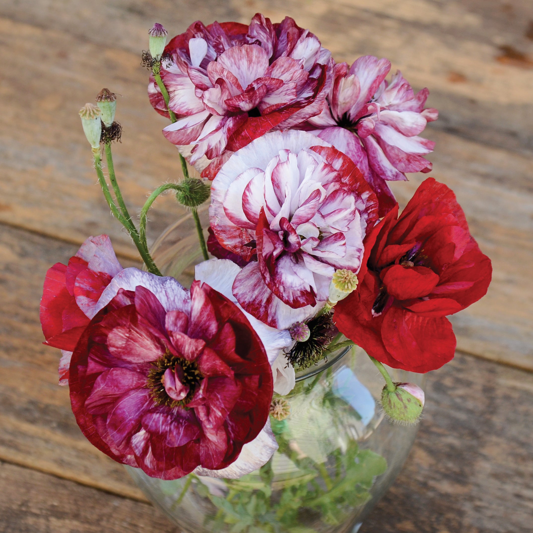 Pandora Poppy - Thumbnail 2