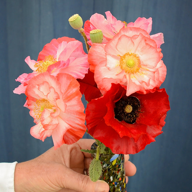 SHIRLEY DOUBLE-POPPY
