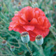 SHIRLEY DOUBLE-POPPY