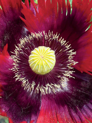 JIMI'S FLAG MIX-POPPY