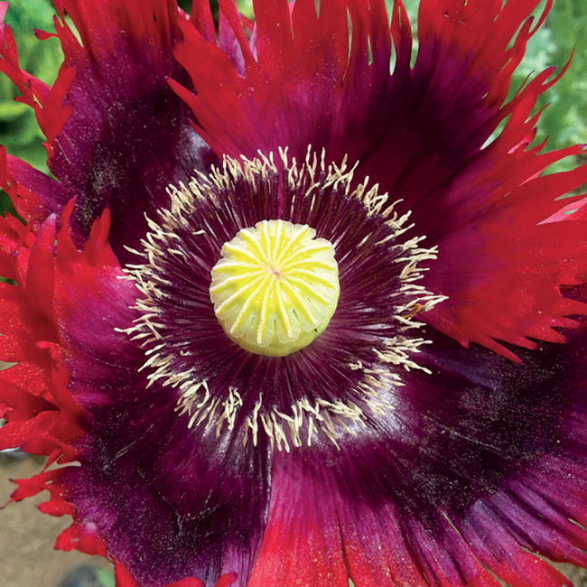 JIMI'S FLAG MIX-POPPY