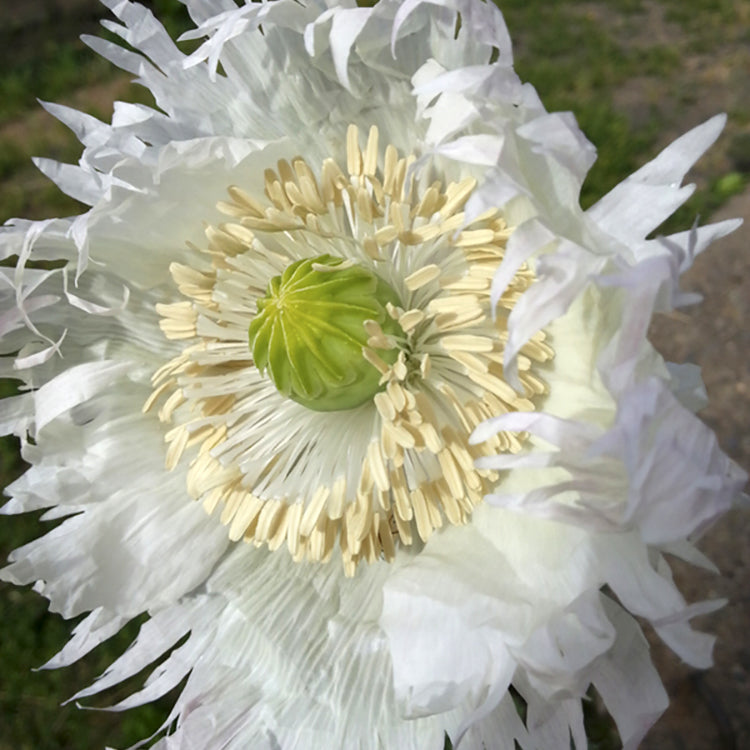 Jimi'S Snowflakes Poppy Seed | Territorial Seed