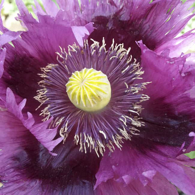 JIMI'S PURPLE HAZE-POPPY