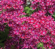 POPSTARS PURPLE-PHLOX