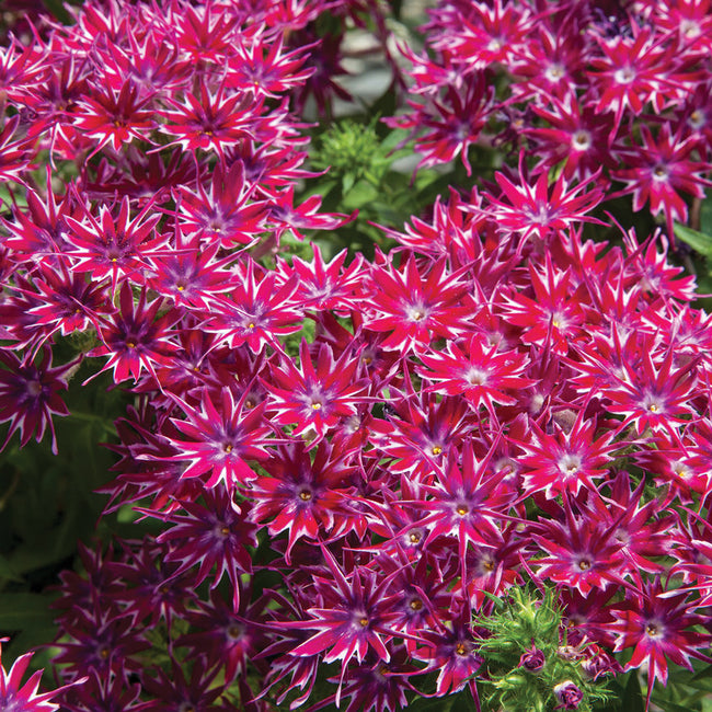 POPSTARS PURPLE-PHLOX