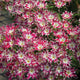 POPSTARS ROSE WITH EYE-PHLOX