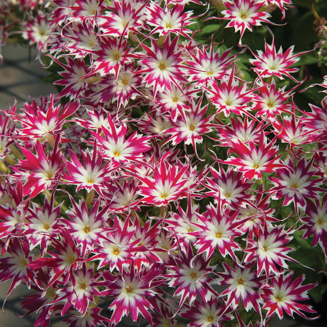 POPSTARS ROSE WITH EYE-PHLOX